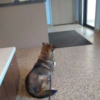 Bellevue Animal Hospital ico