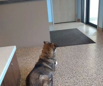 Bellevue Animal Hospital