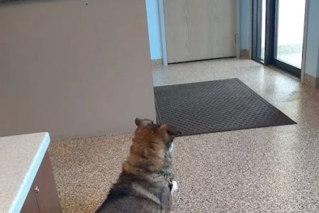 Bellevue Animal Hospital