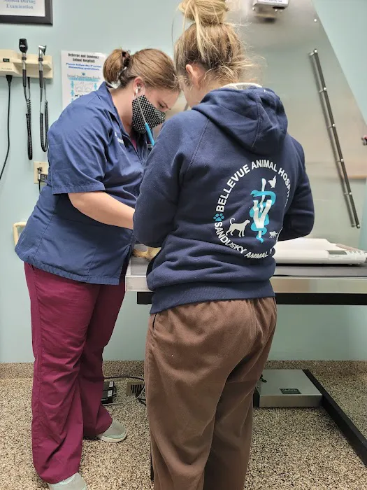 Bellevue Animal Hospital 12