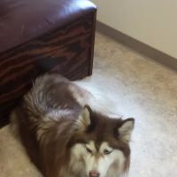 Firelands Animal Hospital Inc ico