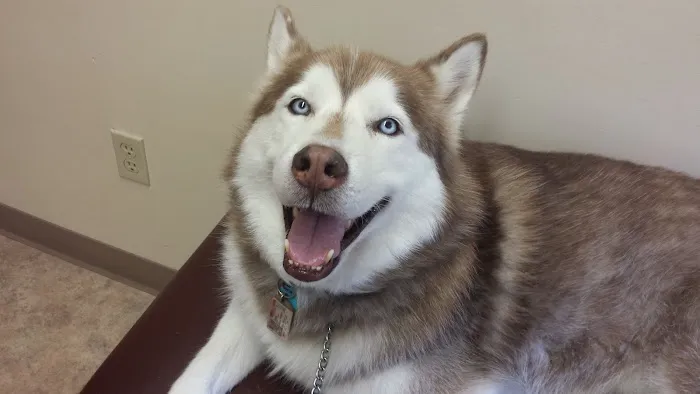 Firelands Animal Hospital Inc 12