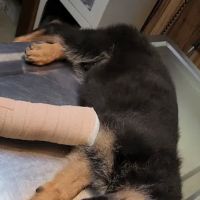 Osage Veterinary Clinic ico