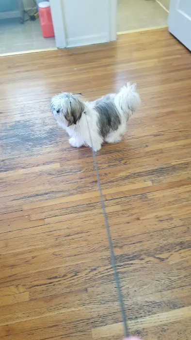 Furry Kids Wellness & Urgent Care - MERGED WITH SOUTHWEST ANIMAL HOSPITAL 3