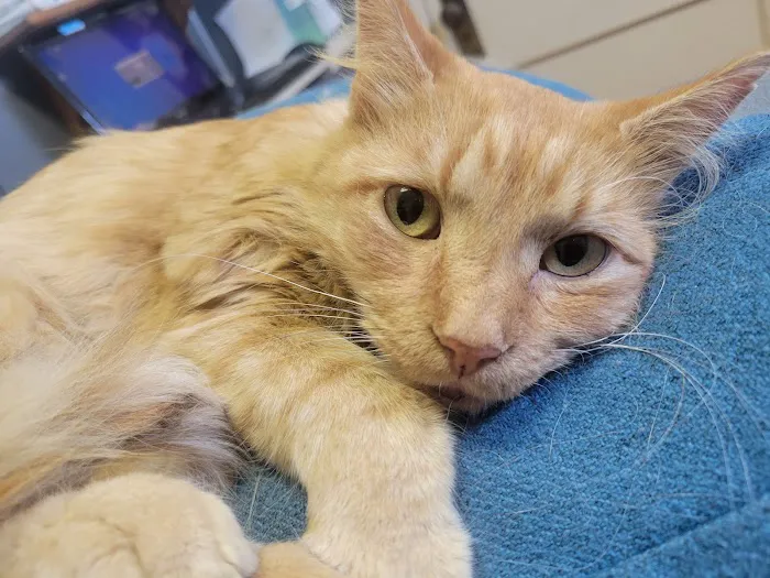 Furry Kids Wellness & Urgent Care - MERGED WITH SOUTHWEST ANIMAL HOSPITAL 8