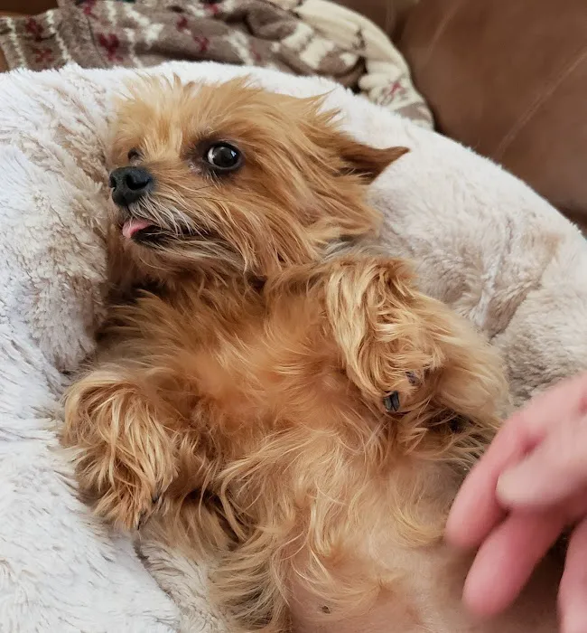 Furry Kids Wellness & Urgent Care - MERGED WITH SOUTHWEST ANIMAL HOSPITAL 1