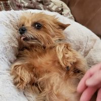 Furry Kids Wellness & Urgent Care - MERGED WITH SOUTHWEST ANIMAL HOSPITAL ico