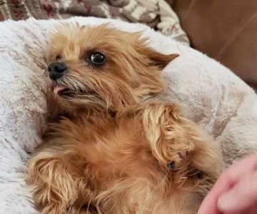 Furry Kids Wellness & Urgent Care - MERGED WITH SOUTHWEST ANIMAL HOSPITAL