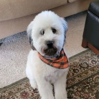 Woodland Animal Hospital ico