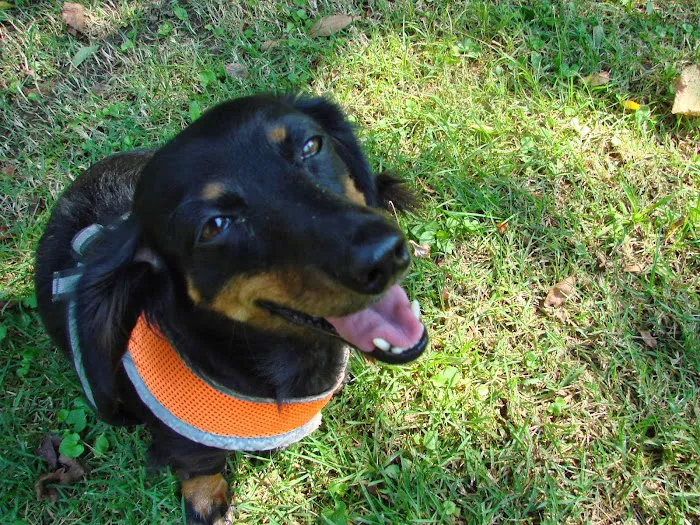 Summit Veterinary Services 2