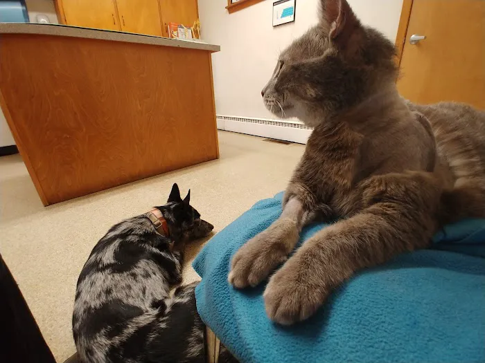 Animal Medical Center of Jefferson City 3