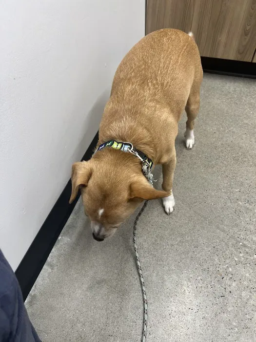 Jefferson City Animal Hospital 7