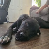 Veterinary Treatment Facility ico