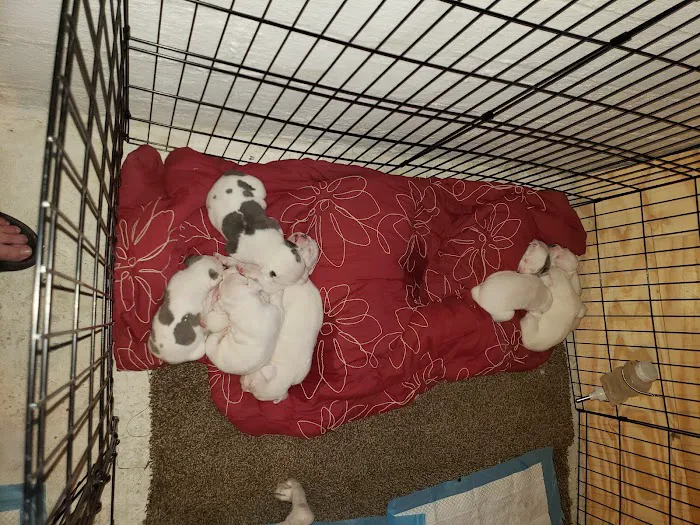 Animal Care Center 6