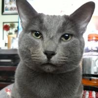 Animal Care Center ico