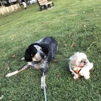 Hawthorne Animal Hospital, Ltd ico