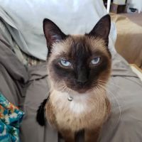 Banfield Pet Hospital ico
