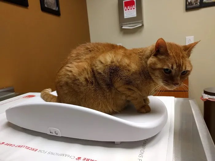 Ark Animal Hospital 6