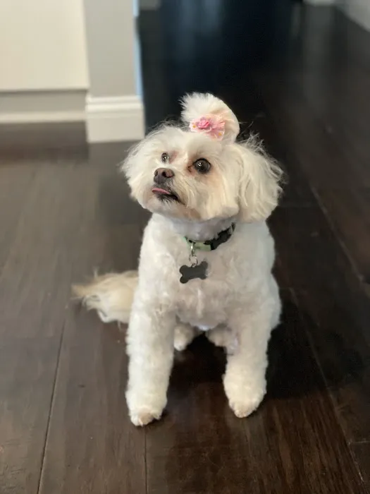 Ark Animal Hospital 8