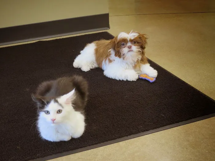 Ark Animal Hospital 10