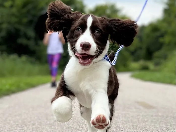 Edwardsville Pet Hospital 1