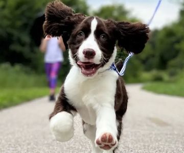 Edwardsville Pet Hospital