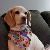 Kish Veterinary Services LLC ico