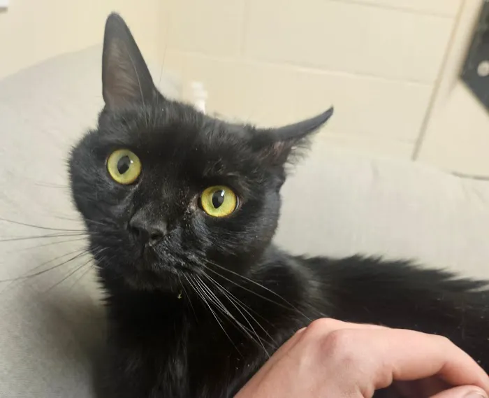 Kish Veterinary Services LLC 8