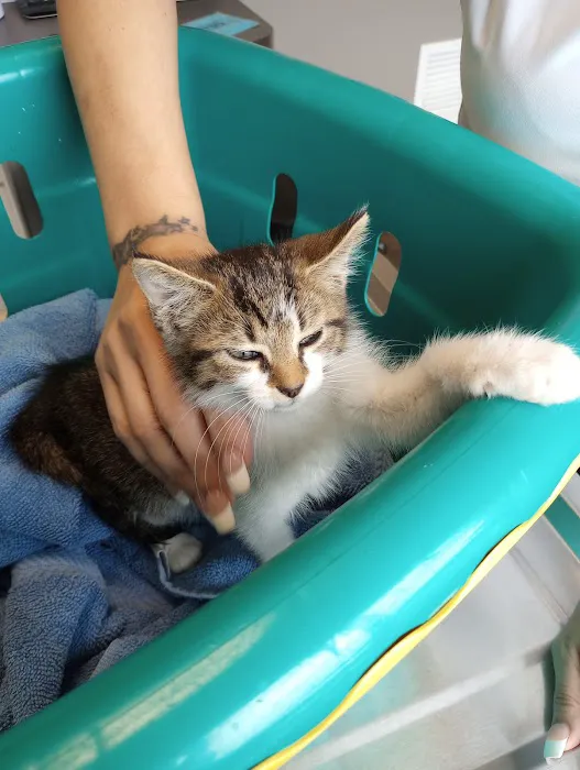 Big Valley Animal Hospital 3
