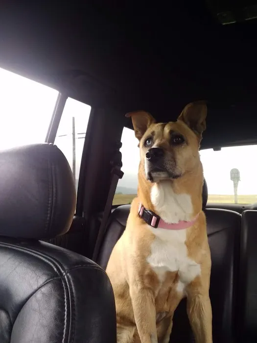 Big Valley Animal Hospital 2