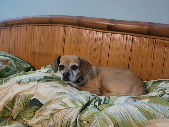 Big Valley Animal Hospital 4