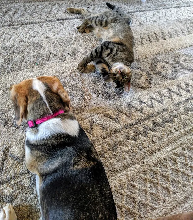 Big Valley Animal Hospital 9