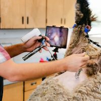 Genetic Visions Veterinary Services ico