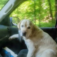 Northeast Veterinary Referral Hospital ico