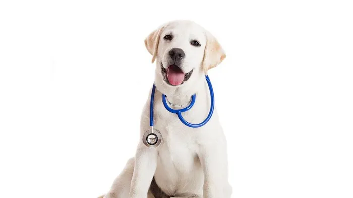 Plains Animal Hospital 1
