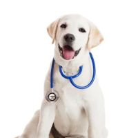 Plains Animal Hospital ico