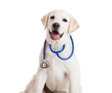 Plains Animal Hospital