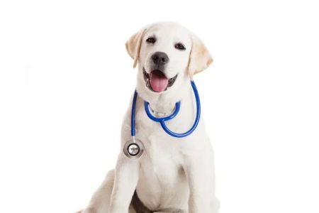 Plains Animal Hospital