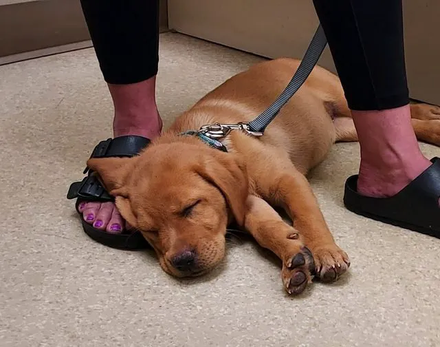Back Mountain Veterinary Hospital 8