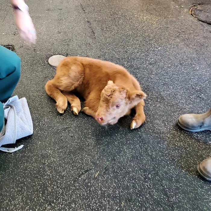 Kiel Veterinary Clinic 4
