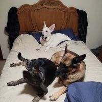 Compassionate Care Animal Clinic - Dr. John Prellwitz ico