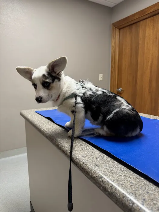 Compassionate Care Animal Clinic - Dr. John Prellwitz 12