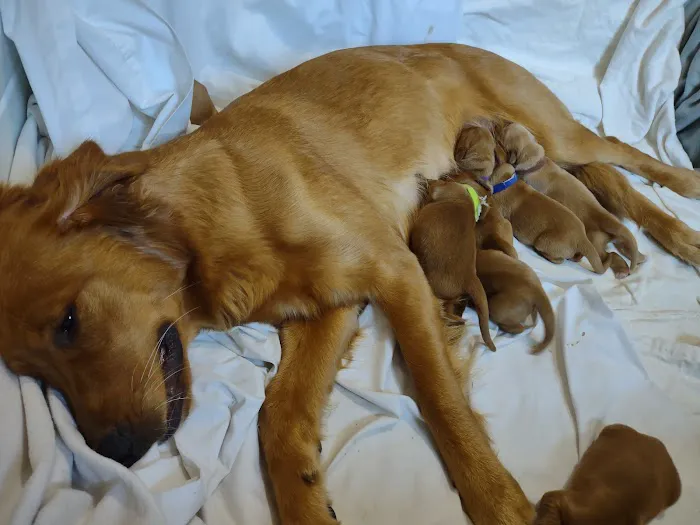Lakeside Animal Hospital 6