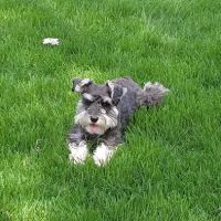 Lakeside Animal Hospital ico