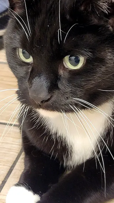 Sheboygan Animal Hospital: Van Beek Stephanie DVM 12