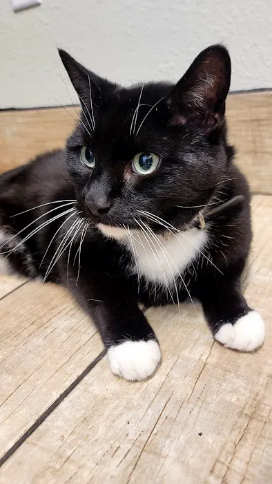 Sheboygan Animal Hospital: Van Beek Stephanie DVM 12