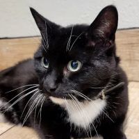 Sheboygan Animal Hospital: Van Beek Stephanie DVM ico