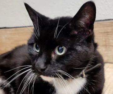 Sheboygan Animal Hospital: Van Beek Stephanie DVM