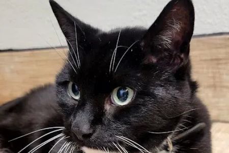 Sheboygan Animal Hospital: Van Beek Stephanie DVM