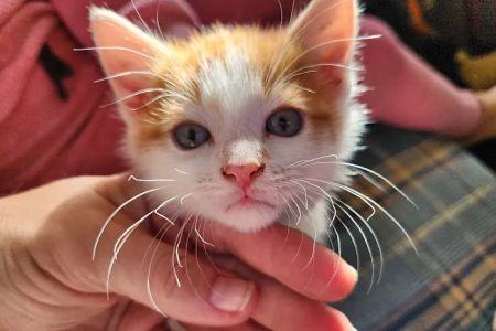 Critter Care Animal Clinic